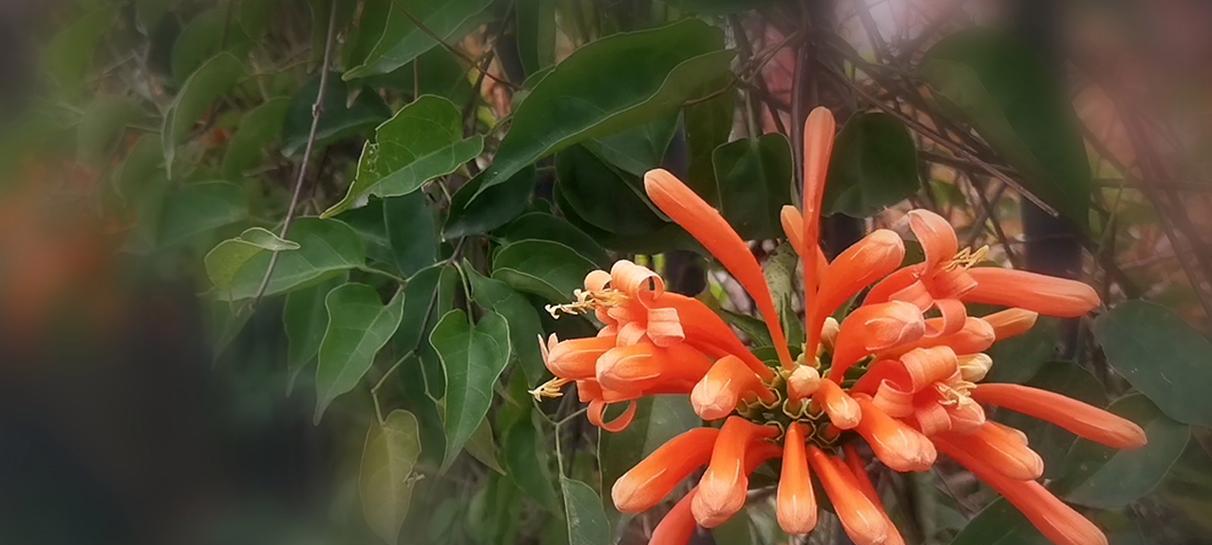 红艳艳的鞭炮花语代表什么？