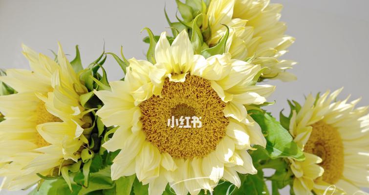 彩虹奶油的花语与寓意是什么？它有什么特别含义？