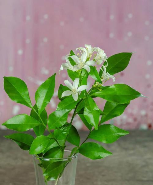 栀子花的花语是什么？它有什么特别含义？