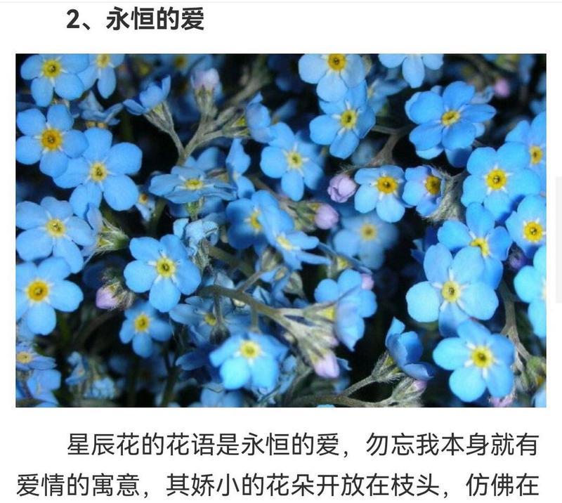 勿忘我的花语代表什么？如何用勿忘我表达情感？