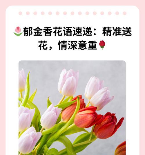 红白郁金香的花语和寓意有何特别之处？
