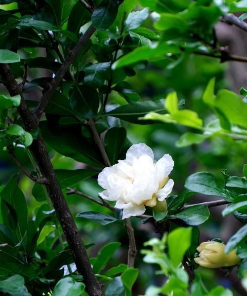 白色石榴花的花语代表了什么？
