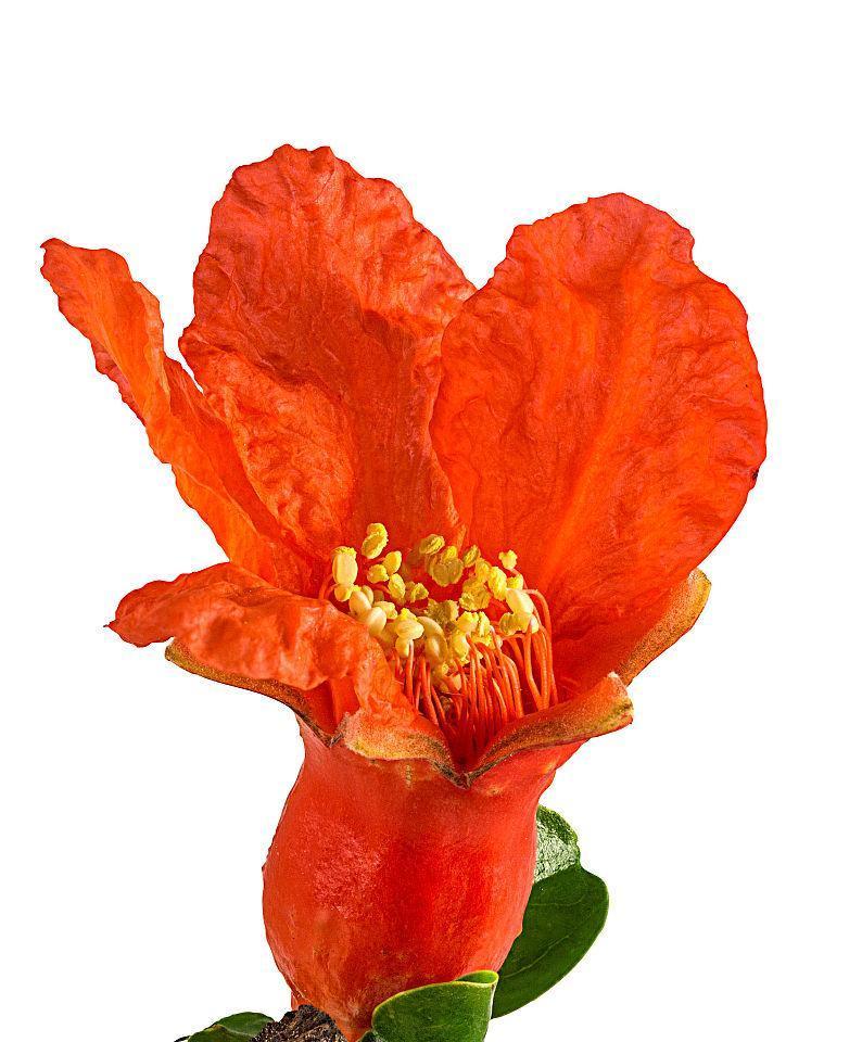 白色石榴花的花语代表了什么？