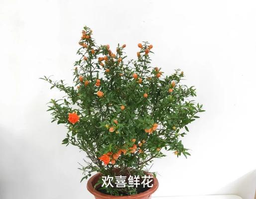 白色石榴花的花语代表了什么？