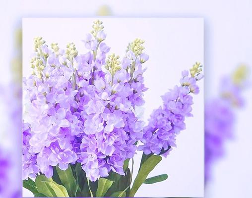 紫罗兰盛开的花语是什么？紫罗兰在花语中的象征意义是什么？
