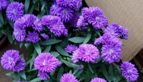 青葱草的花语传递了哪些信息？它在植物语言中代表什么？