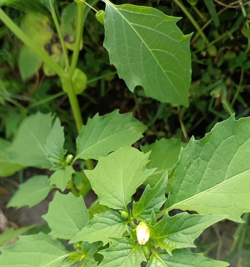 青葱草的花语传递了哪些信息？它在植物语言中代表什么？
