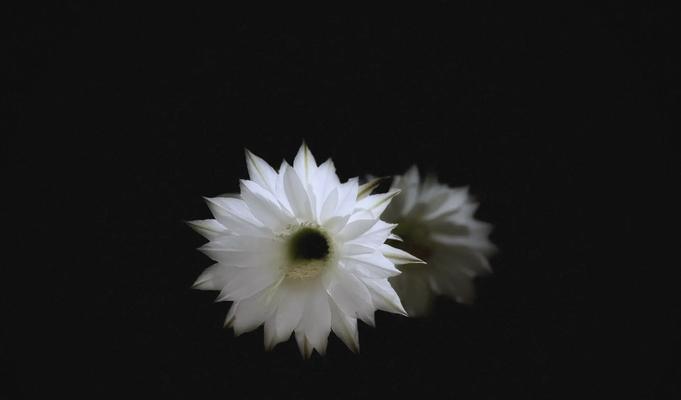 仙人球传说与花语有何关联？