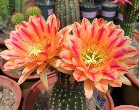 仙人球传说与花语有何关联？