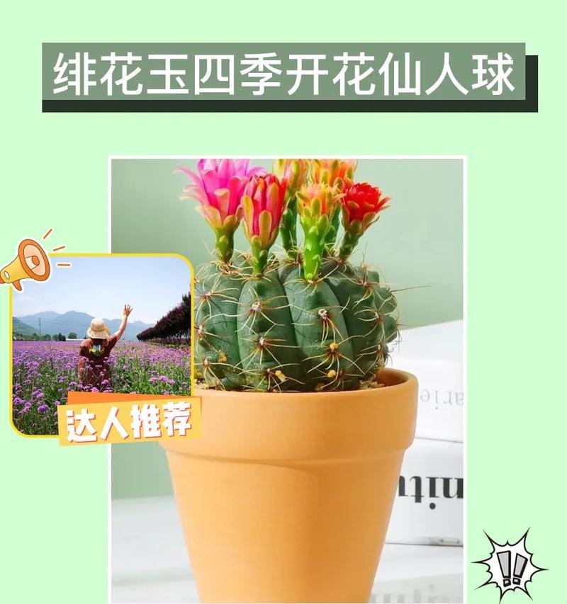 仙人球传说与花语有何关联？