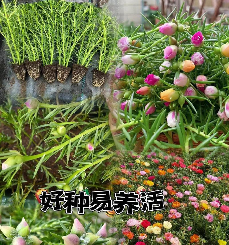 向日葵的花语是什么？它代表了什么？