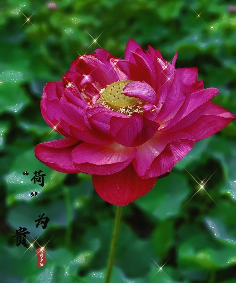 荷花的花语和寓意是什么？