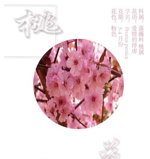 花语公主和东方桃子是什么关系？它们的花语有何联系？