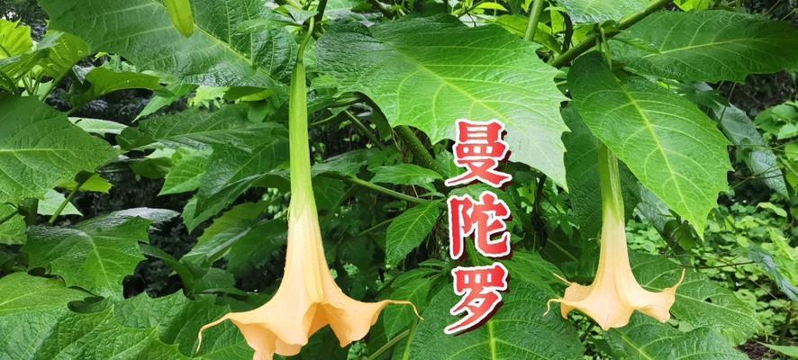 曼陀罗的花语寓意和传说有哪些？