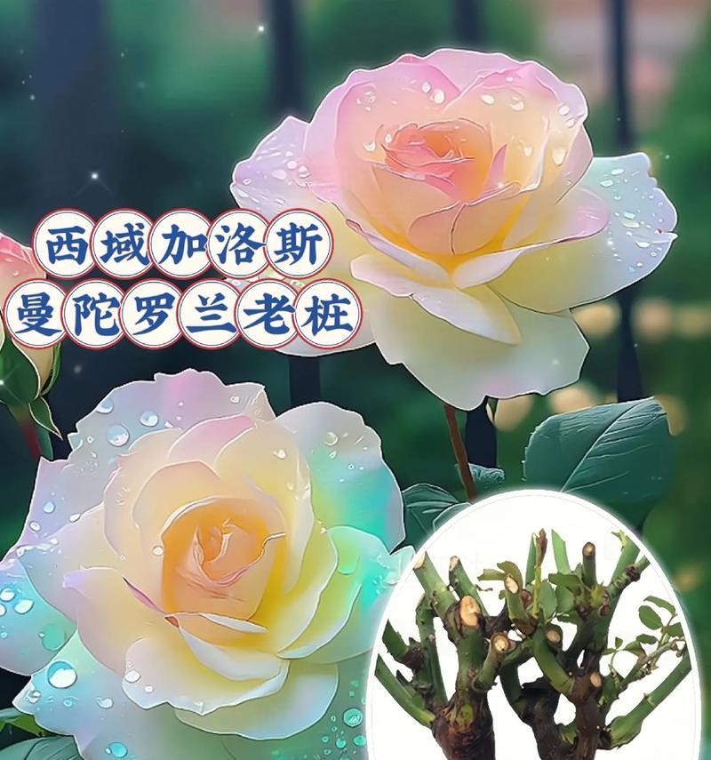 曼陀罗的花语寓意和传说有哪些？