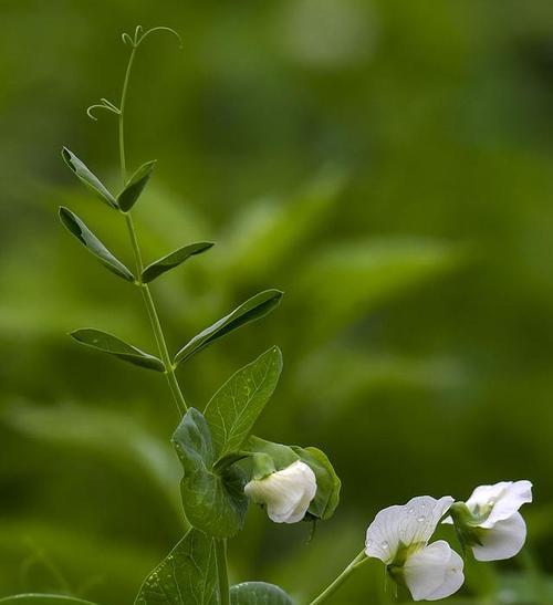豌豆尖的花语是什么谜语呢？你能猜出这个花语谜底吗？