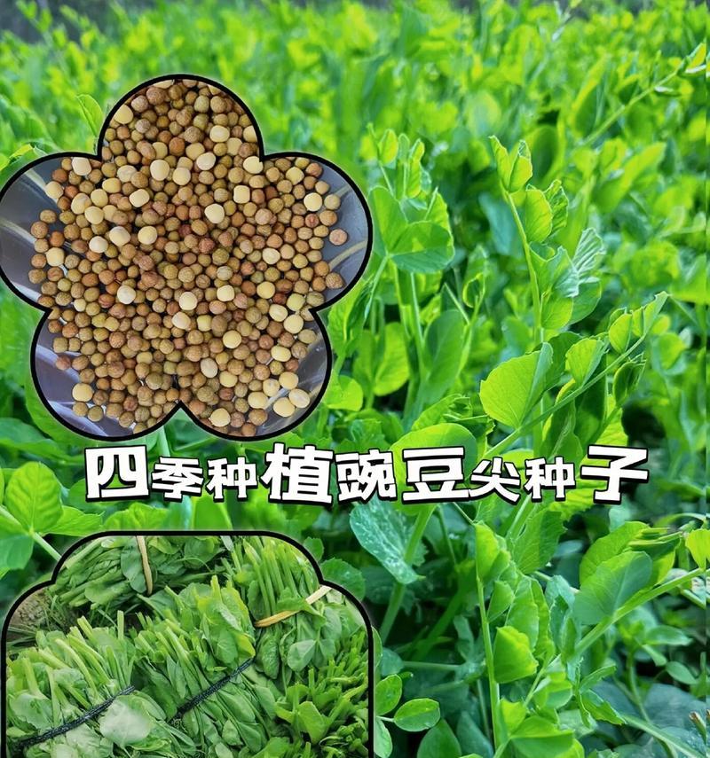 豌豆尖的花语是什么谜语呢？你能猜出这个花语谜底吗？