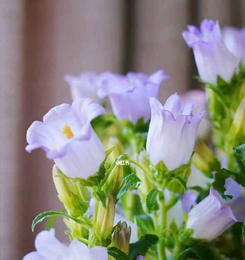 风铃花香水花语是什么意思？它代表了哪种情感？