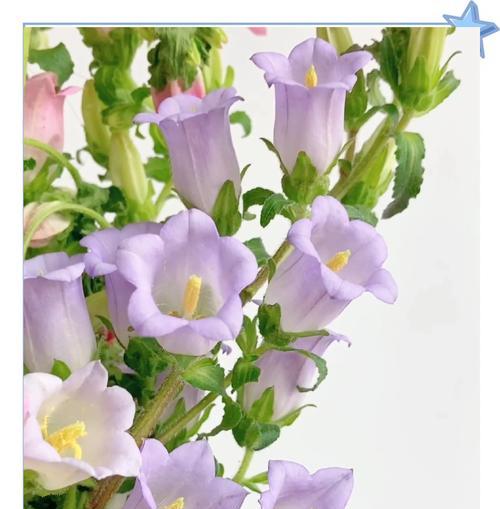 风铃花香水花语是什么意思？它代表了哪种情感？