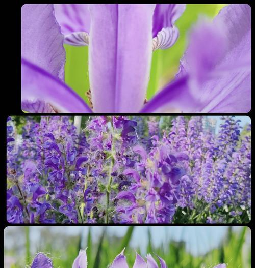 鸢尾押花的花语和寓意是什么？它象征着什么？