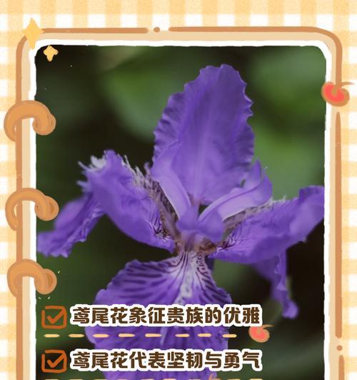 鸢尾押花的花语和寓意是什么？它象征着什么？