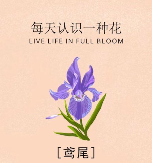 鸢尾押花的花语和寓意是什么？它象征着什么？