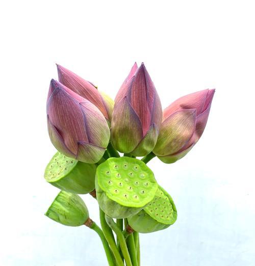 茉莉与荷花的花语有何不同？