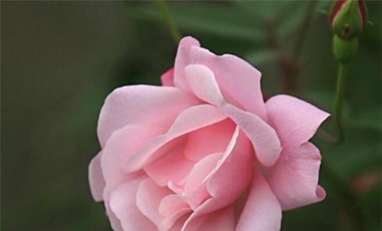 酒鬼花生的花语和寓意是什么？