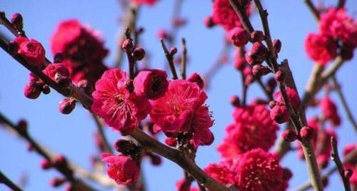 梅花的花语代表什么？收藏梅花有何特殊意义？