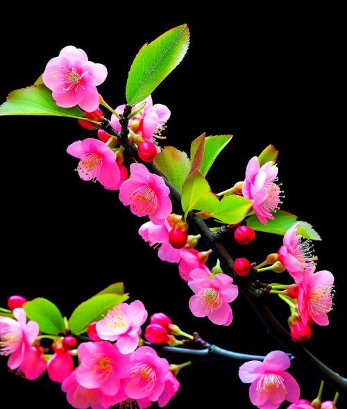 梅花的花语代表什么？收藏梅花有何特殊意义？