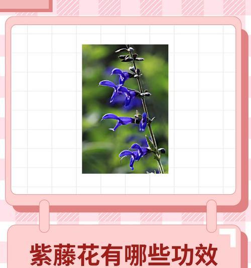 紫藤花盛开时的花语是什么？紫藤花有何特别含义？
