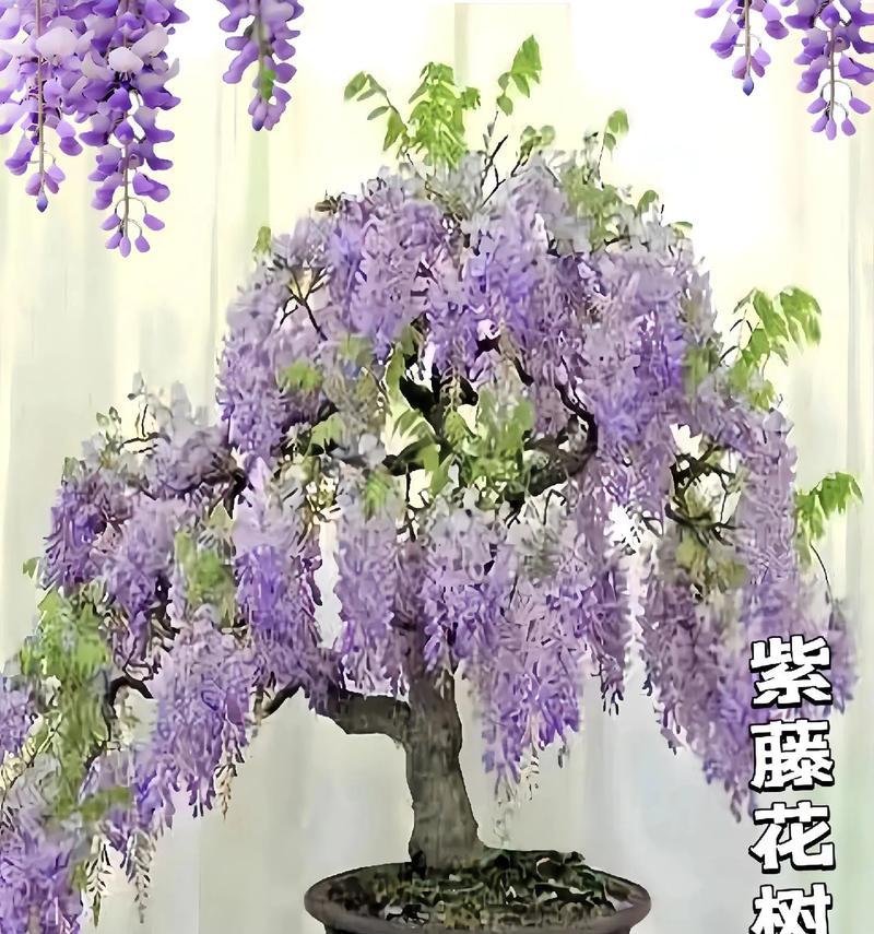 紫藤花盛开时的花语是什么？紫藤花有何特别含义？