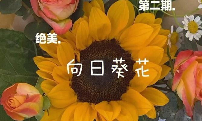 向日葵的花语有哪些？
