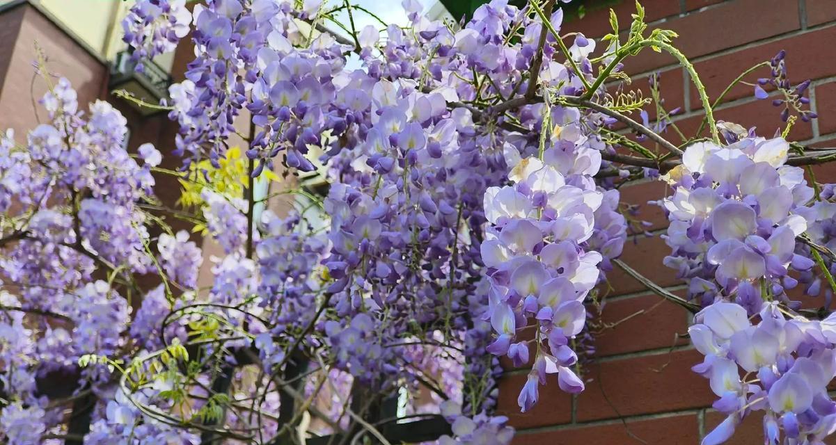 紫藤花的花语是什么？它象征着什么情感？