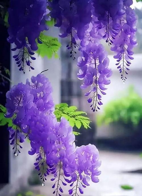 紫藤花的花语是什么？它象征着什么情感？