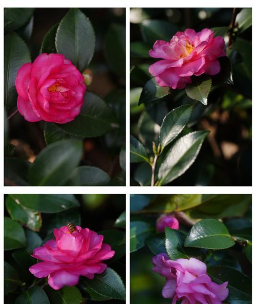 茶花与茶梅的花语有何区别？