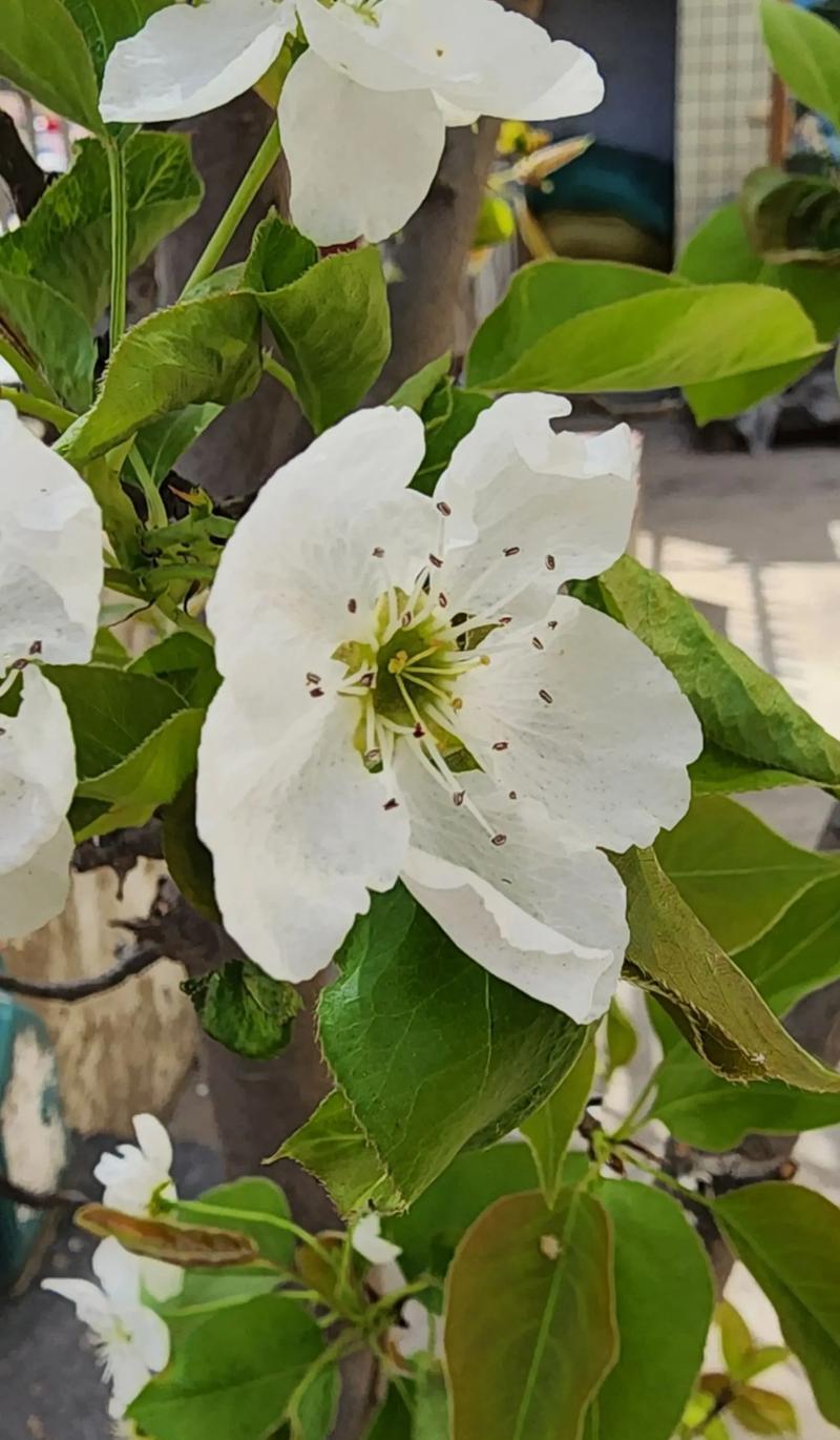 梨花的花语和寓意是什么？
