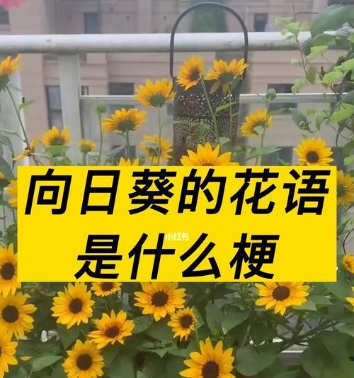 向日葵花语送给小女孩有何寓意？