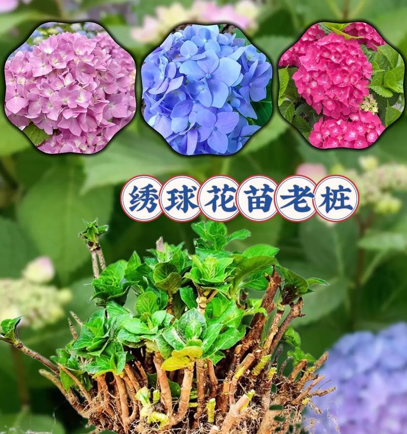 绣球花花语是什么？这种花语传递了怎样的信息？