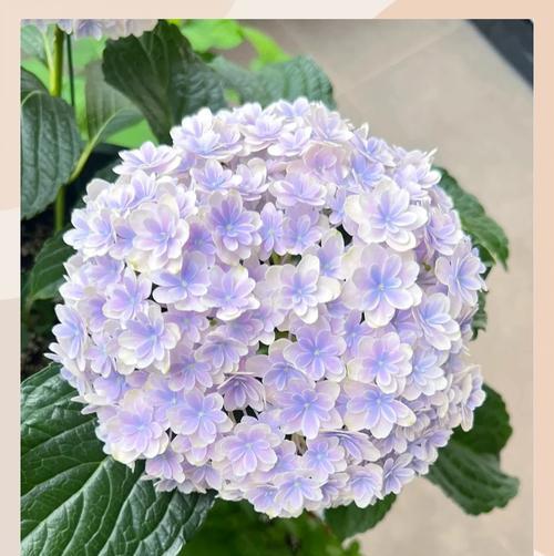 绣球花花语是什么？这种花语传递了怎样的信息？