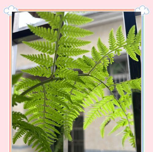 哪种花的花语代表坚韧不拔？花语中有哪些励志含义？