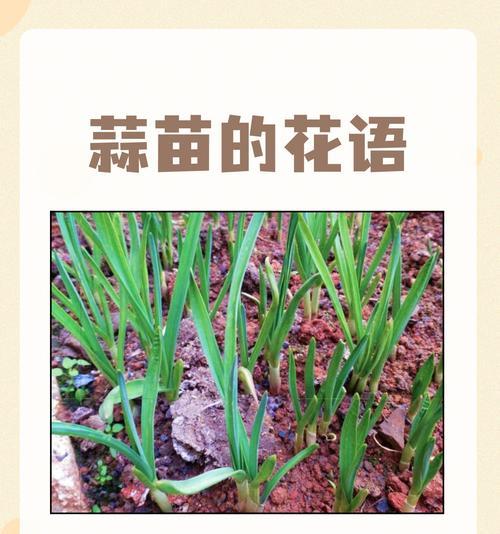 哪种花的花语代表坚韧不拔？花语中有哪些励志含义？