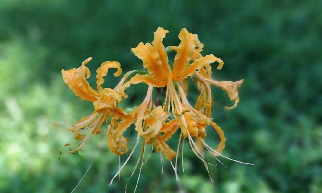 哪种花的花语代表坚韧不拔？花语中有哪些励志含义？