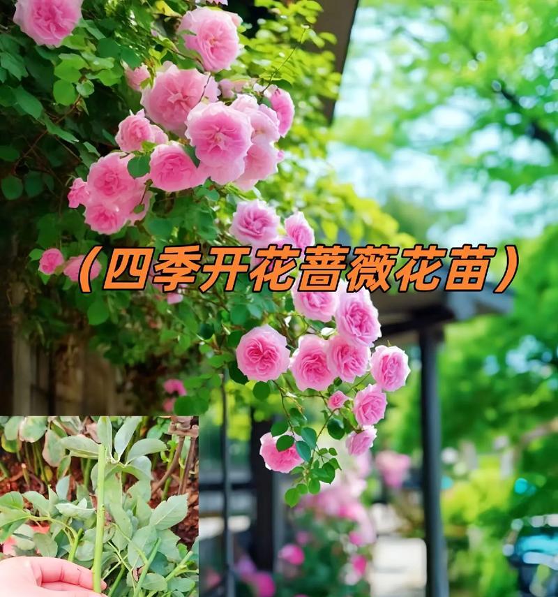 玫瑰与蔷薇花语有何不同？它们各自代表什么？