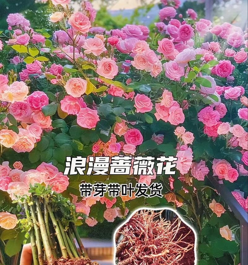 玫瑰与蔷薇花语有何不同？它们各自代表什么？