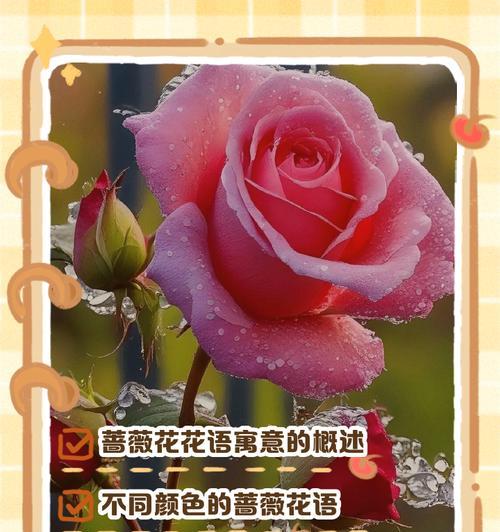 玫瑰与蔷薇花语有何不同？它们各自代表什么？