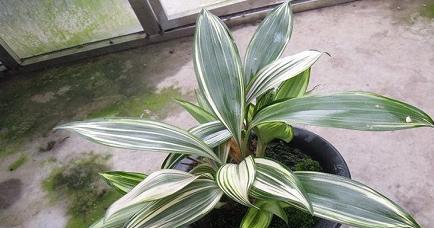 新年第一只兔子的花语有何寓意？这个花语代表了什么？