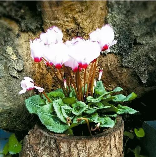 新年第一只兔子的花语有何寓意？这个花语代表了什么？