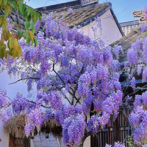 九重紫的花语含义是什么？