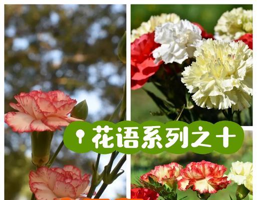 60朵康乃馨的花语有何意义？